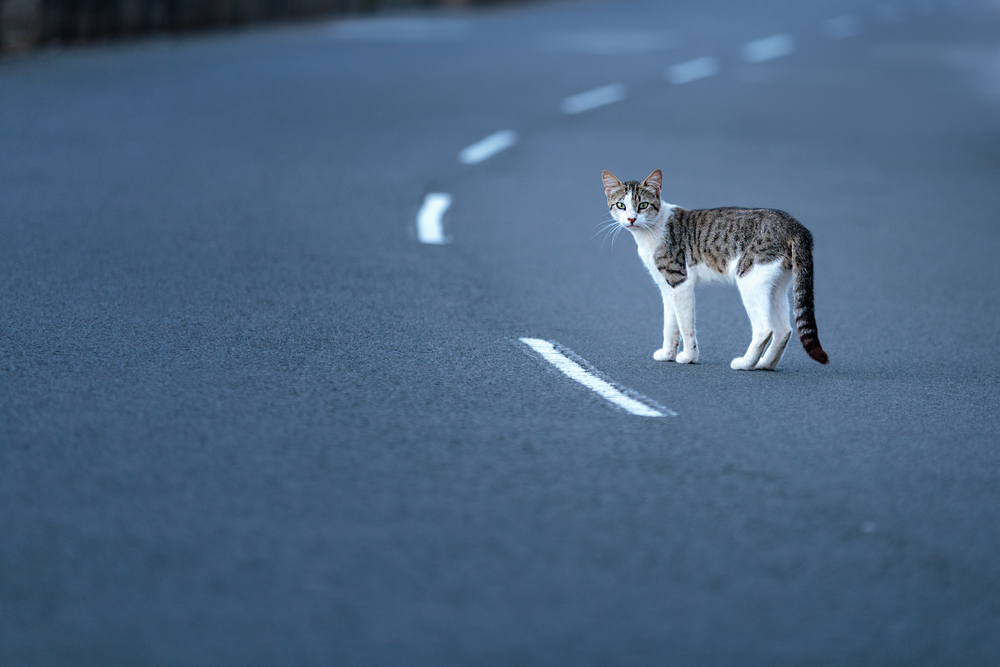 Cat, kat, Katze