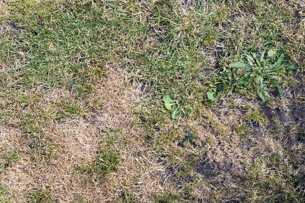 Lawn - Rasen - Gr&aelig;s