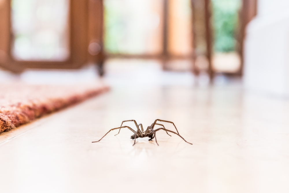 spider, edderkop