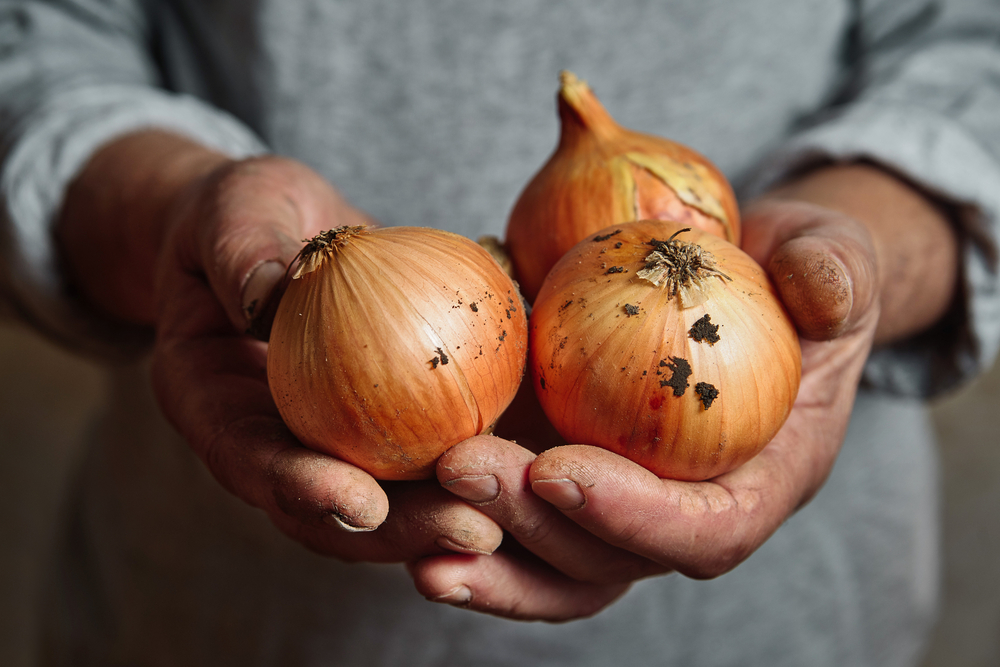 Onions, løg