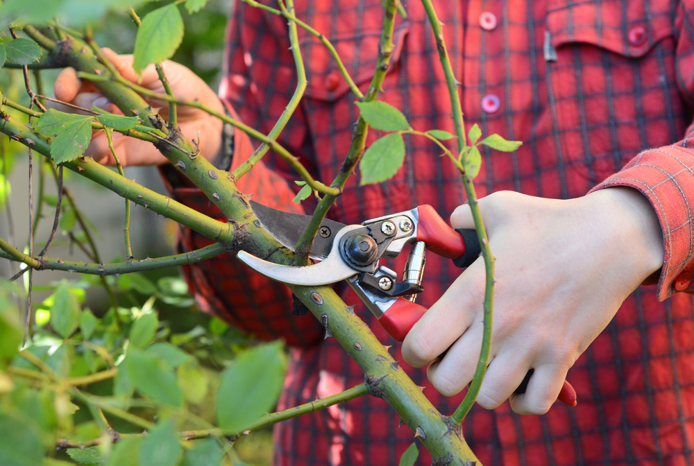 Rose klippe hage pruning garden rosebush