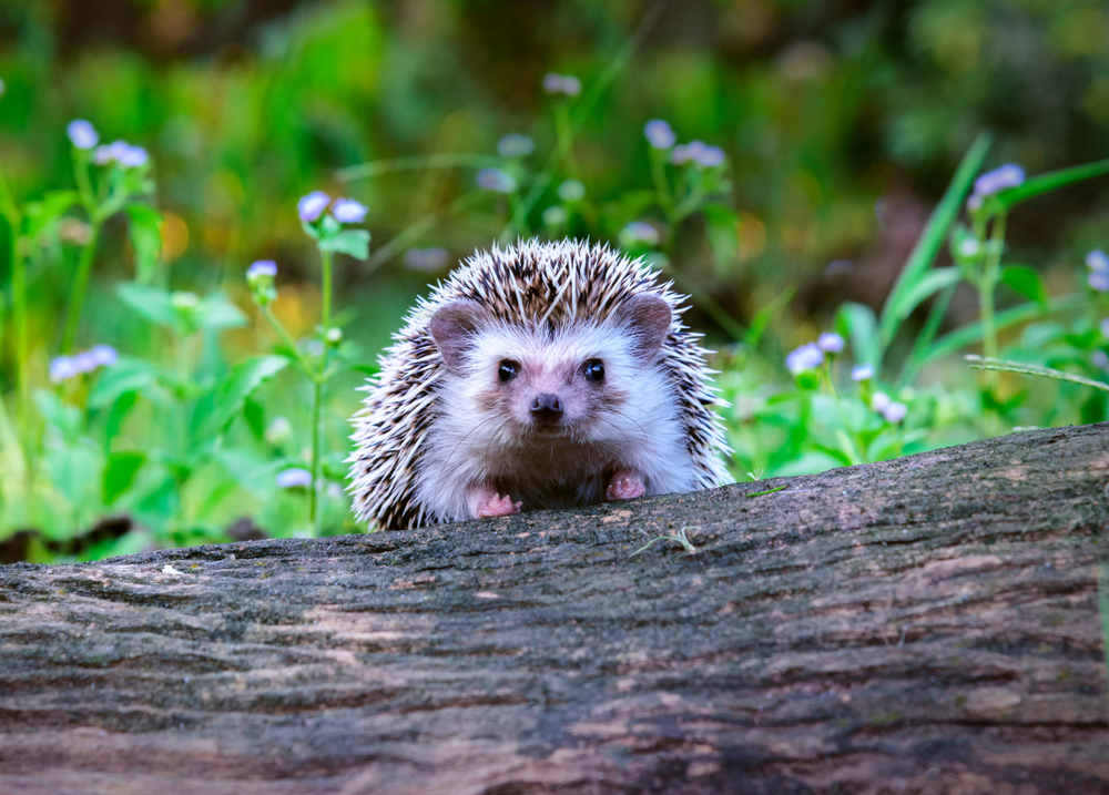 hedgehog, pinnsvin, pindsvin, træstubbe, trestubbe, log
