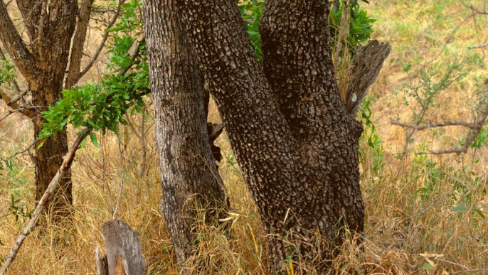 leopard