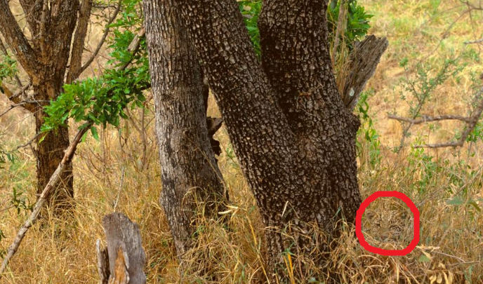 leopard