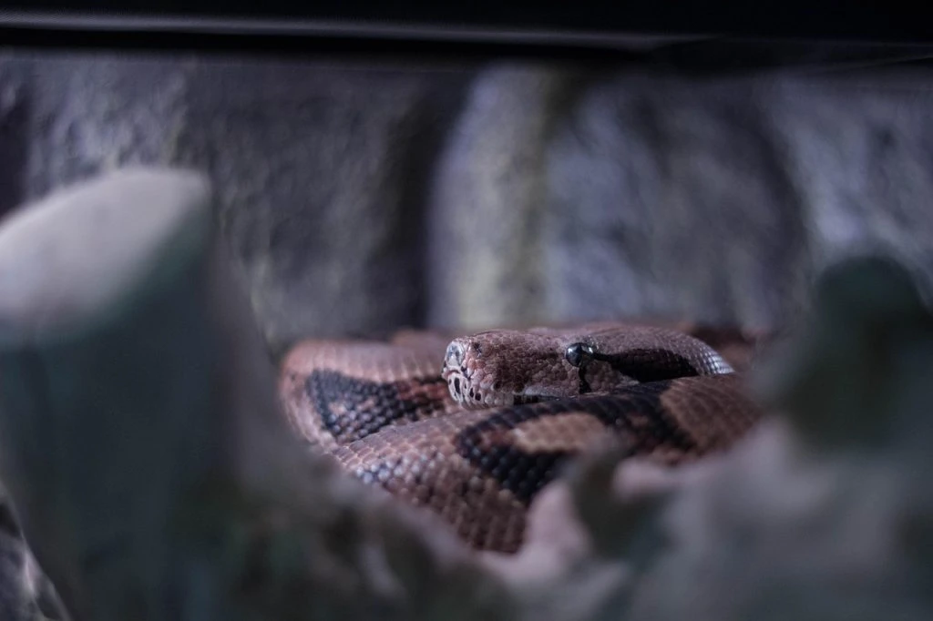snake, slange