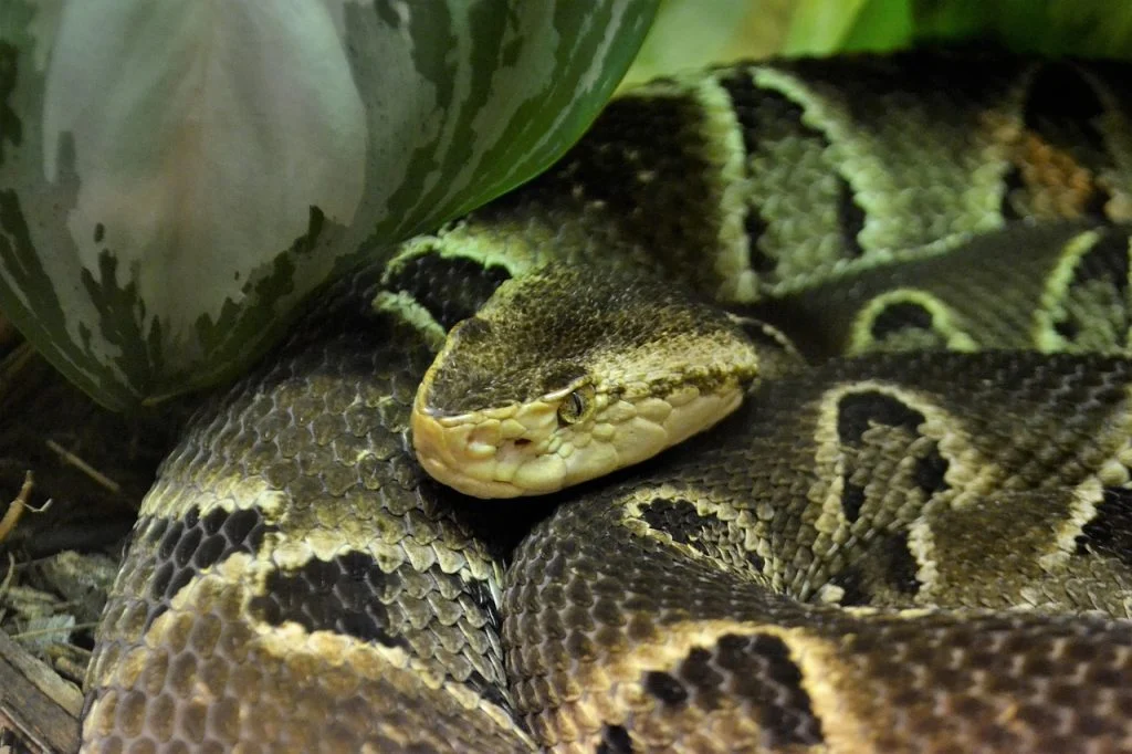 snake, slange