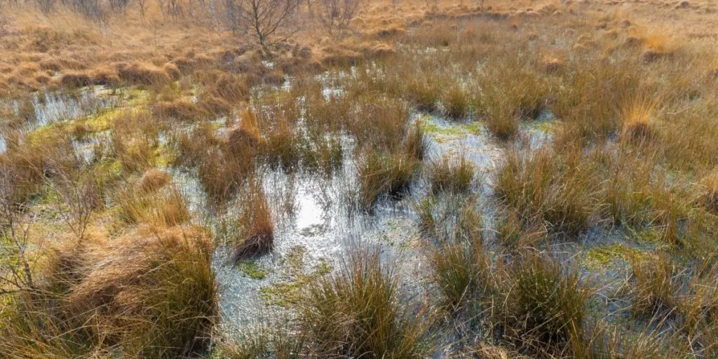 sump mose bog