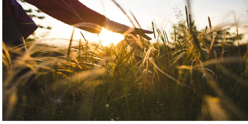tall grass walking
