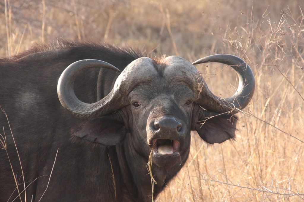 buffalo