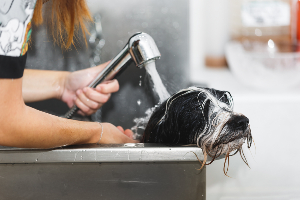 Hundeeksperter giver klar besked: Så ofte bør du vaske din hund