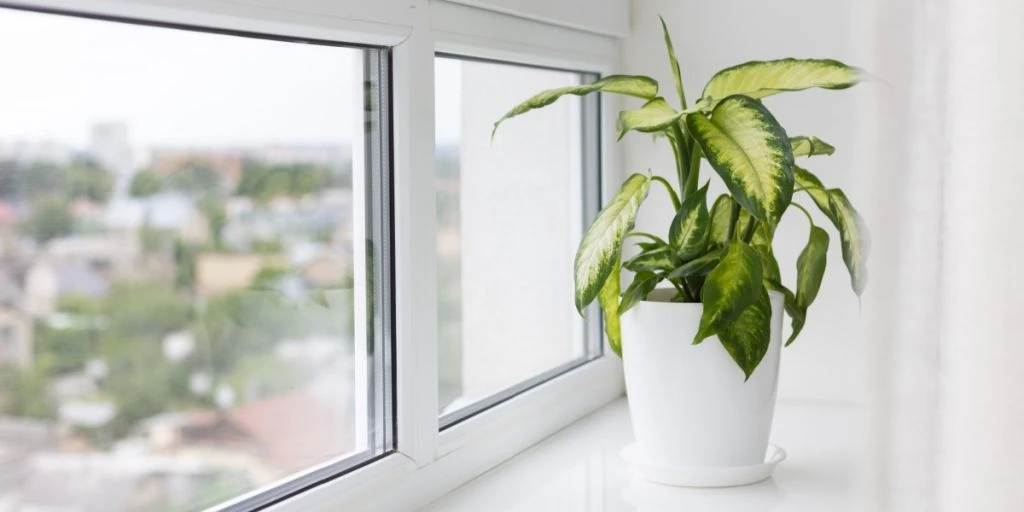 plante