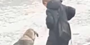 En dreng møder herreløs hund på vej til skole – Se så bare hvad han gør, da han ikke tror, at nogen ser ham