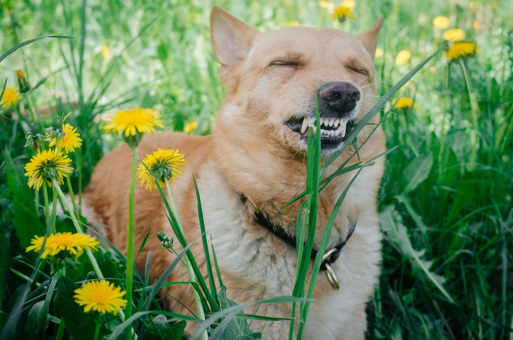 hund