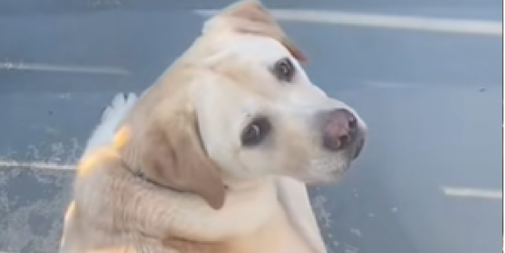 Hylemorsom labrador ses ved hegnet – vent til du ser, hvem han håber på at gø ad