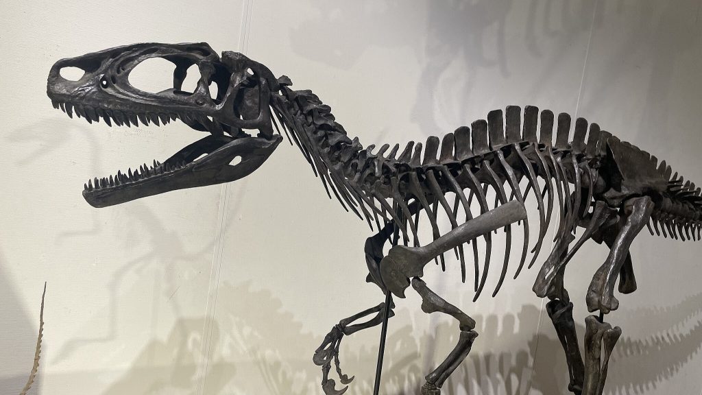 Fukuiraptor Okayama dino