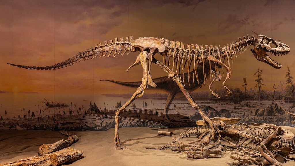 Gorgosaurus libratus