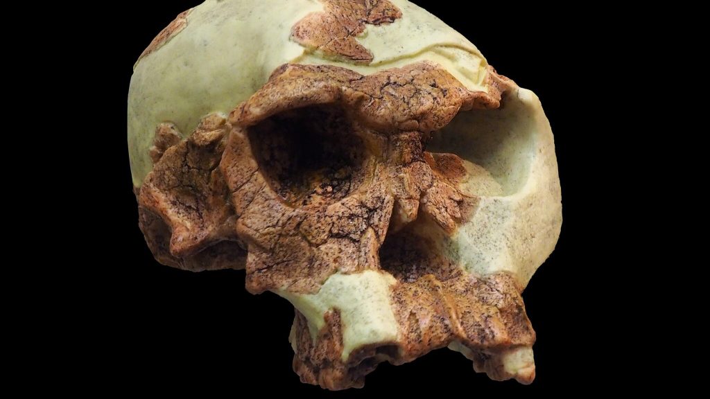 Homo habilis