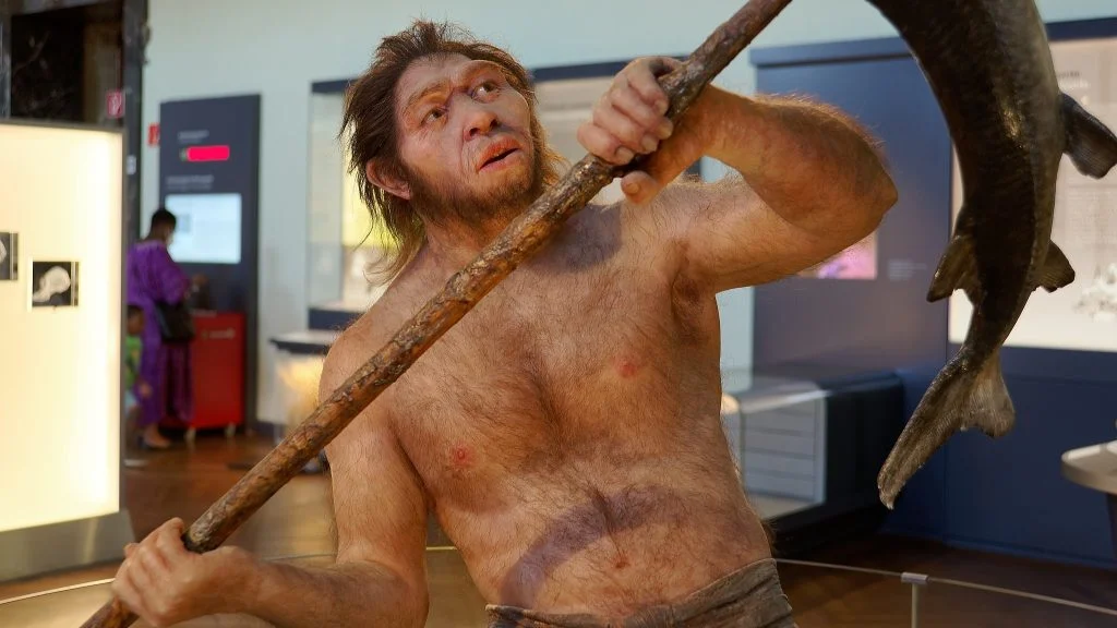 Homo erectus