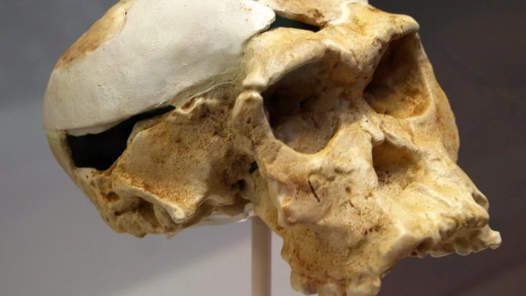 Homo habilis