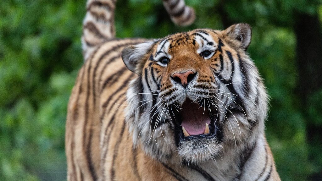 Tiger king