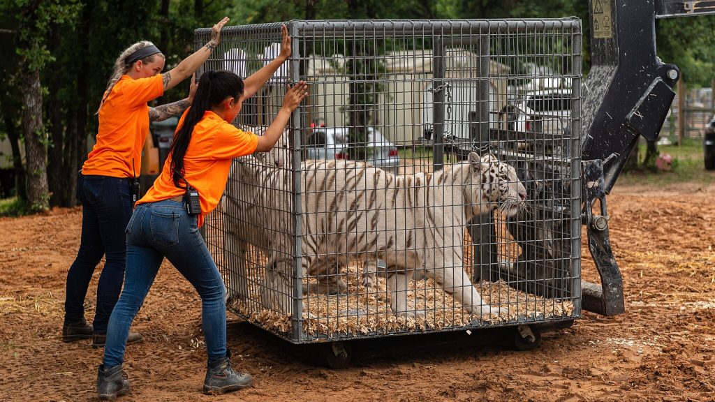 tiger king