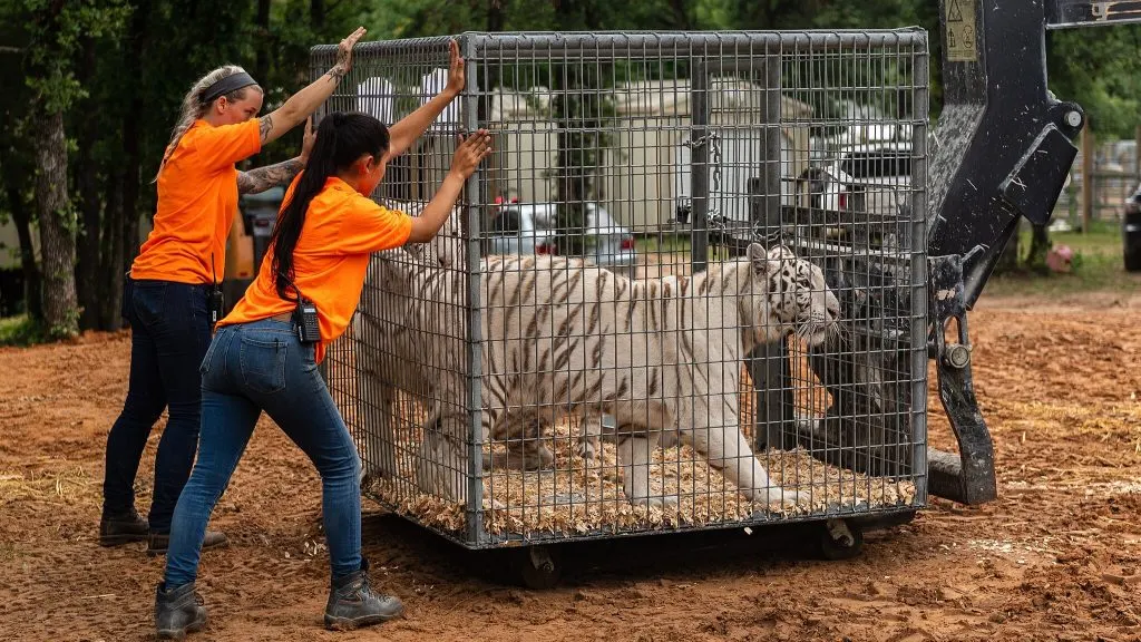 tiger king