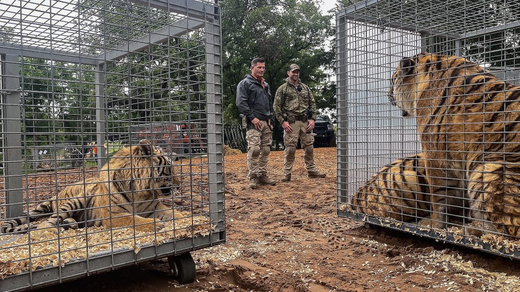 tiger