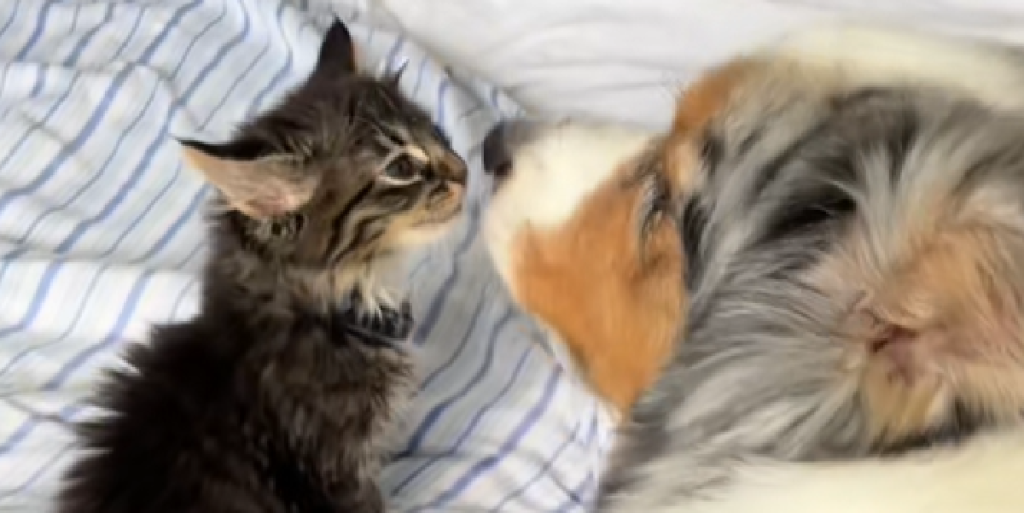 Kærlighed ved første ‘slik’: Dit hjerte smelter, når du ser den rørende video af hunden og kattens første møde