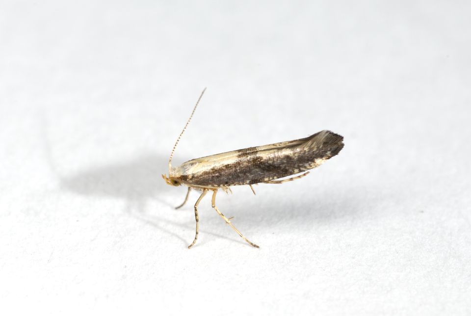 Rognebærmøll, apple fruit moth, Argyresthia conjugella