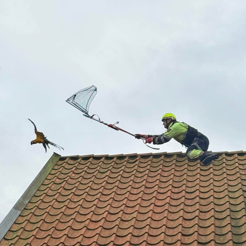 Brannvesen, papegøye, papegøje, brandvesen, tag, tak, roof, parrot, rescue