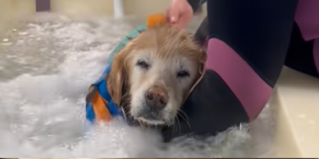 Folk fælder en tåre over sød golden retriever-video: Se bare her hvordan sundhedscenteret mindsker vejrtrækningsproblemerne med boblebad