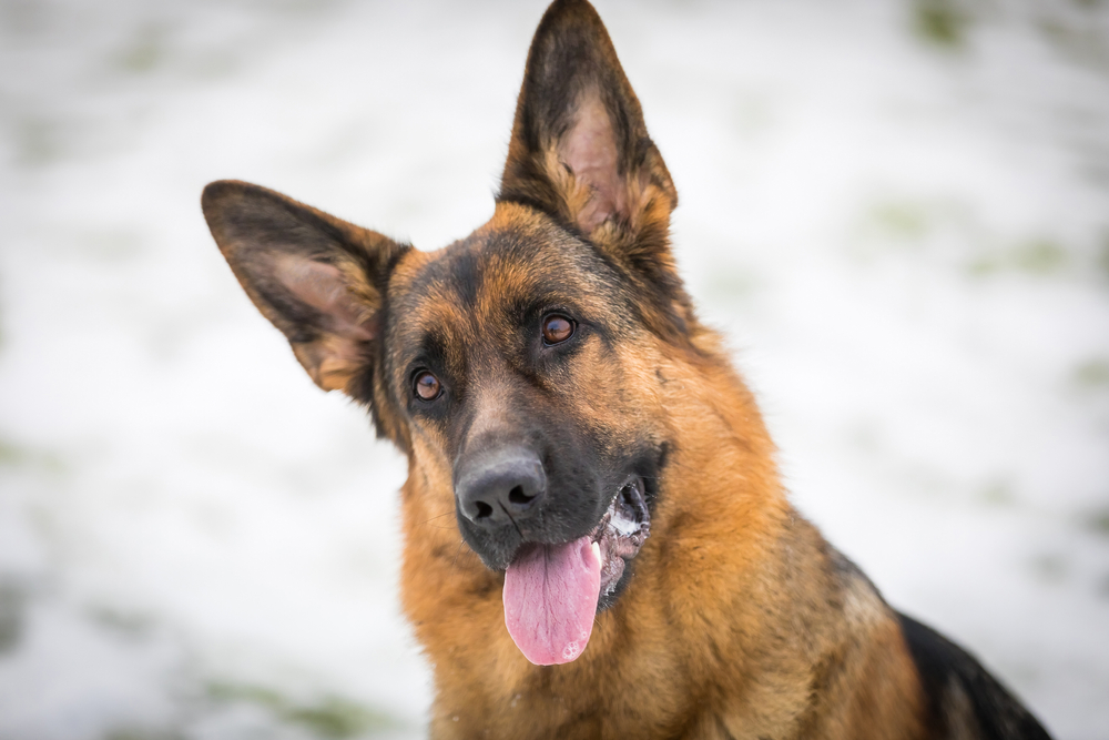 Dyrlæge giver endelig en forklaring: Dette betyder det, når din hund slikker dig i ansigtet, på hænderne eller fødderne