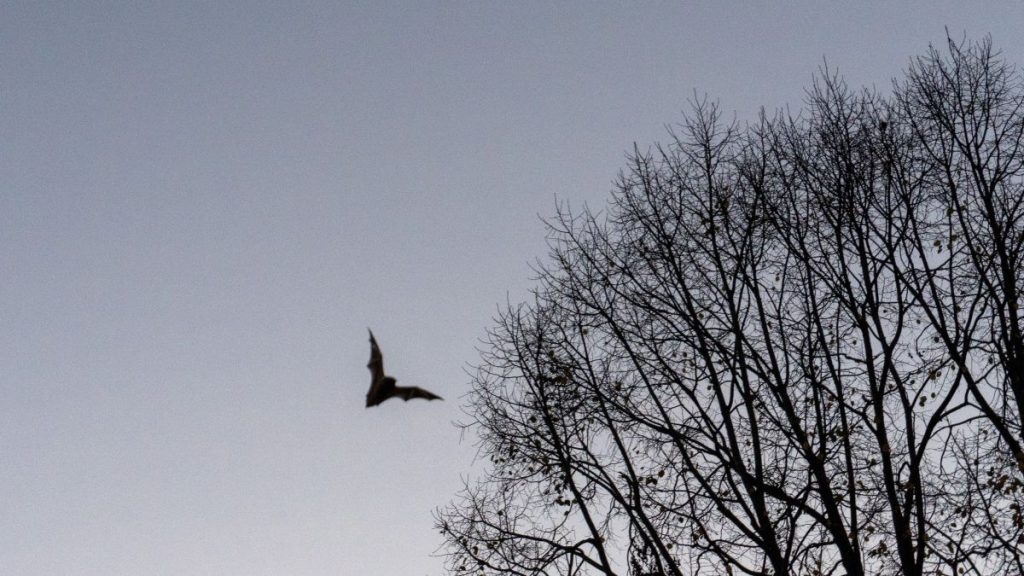 Bat