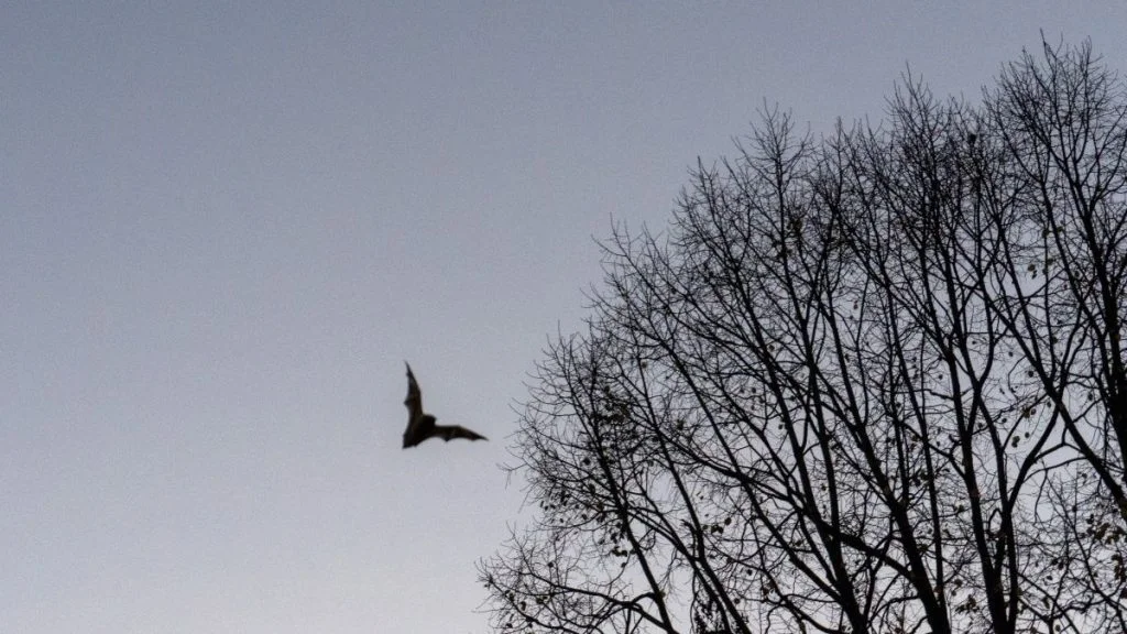 Bat