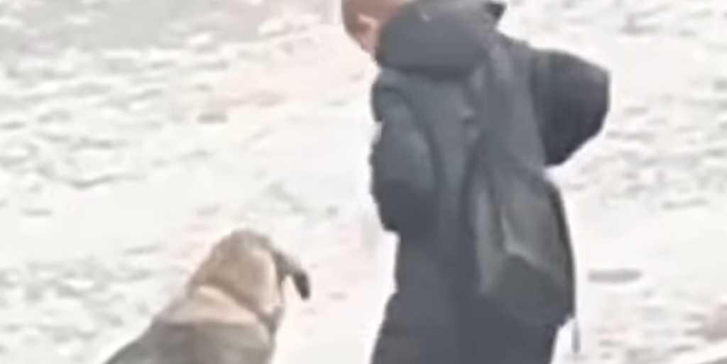 Dreng møder herreløs hund på vej til skole – Se så bare hvad han gør, da han ikke tror, at nogen ser ham
