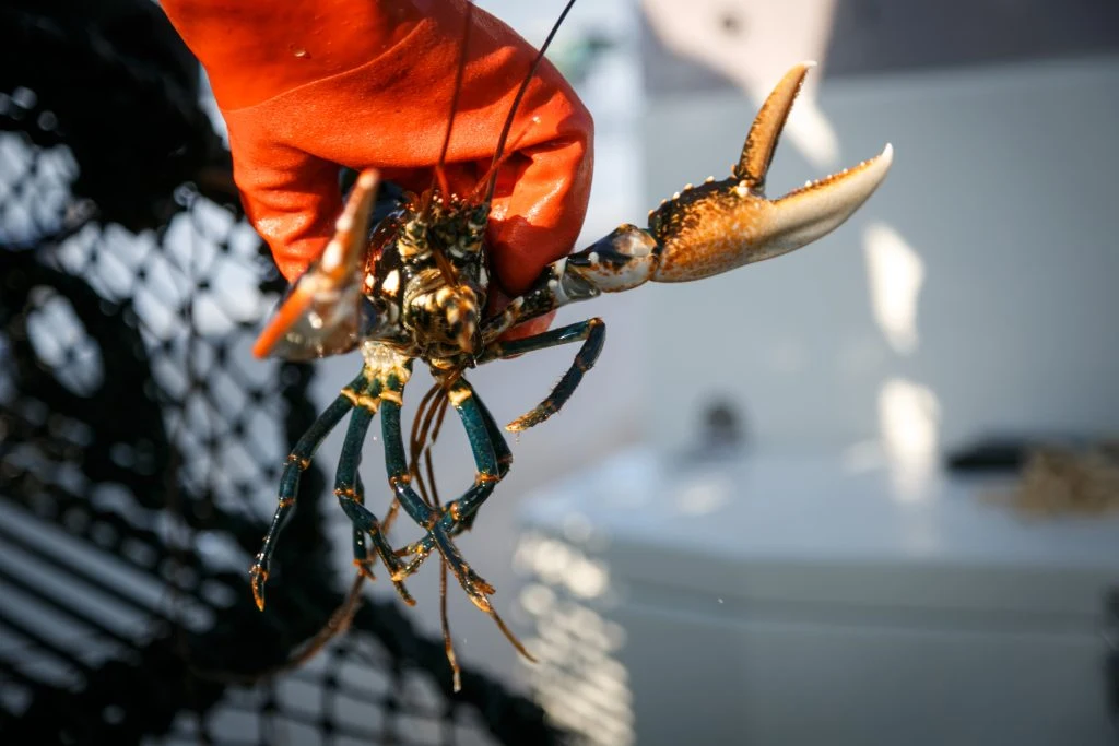 Hummer, teine, lobster, fisherman