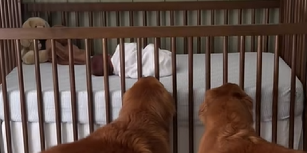 Hunde, Baby, Krybbe