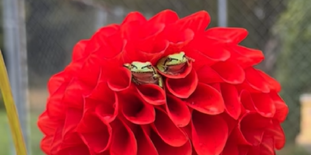Du tror ikke dine egne øjne: Blomsten gemmer på et kærlighedsdrama i miniature