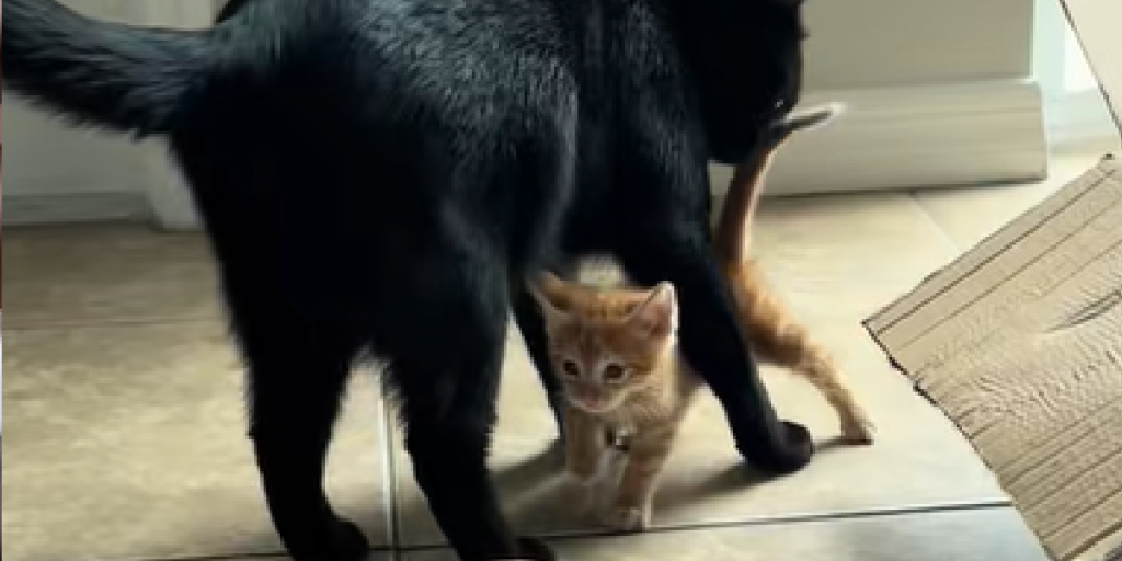 Kat, Cat, Sort, Black, Kitten, Killing Orange