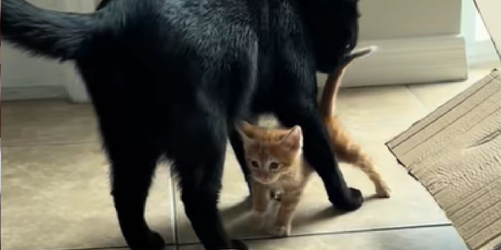 Kat, Cat, Sort, Black, Kitten, Killing Orange