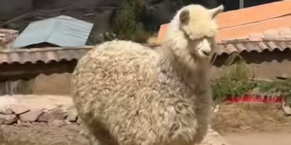 Internettet i chok: Alpaca konfronteres med en kopi af sig selv
