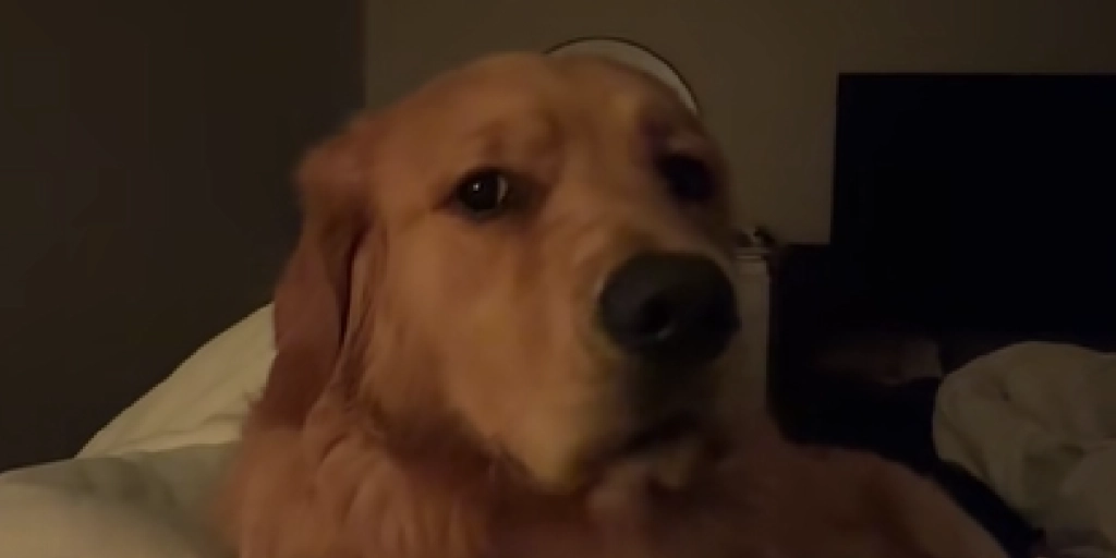 En natlig overraskelse: Golden Retriever afslører sit hemmelige ritual ved sengetid