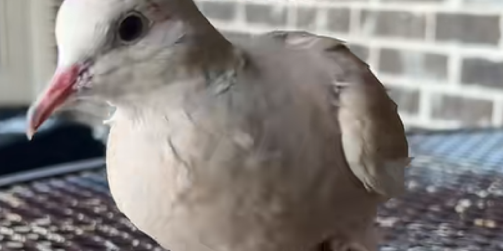 Due