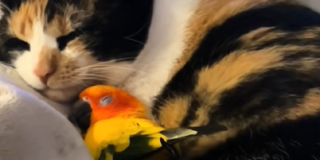 Fugl, Kat,