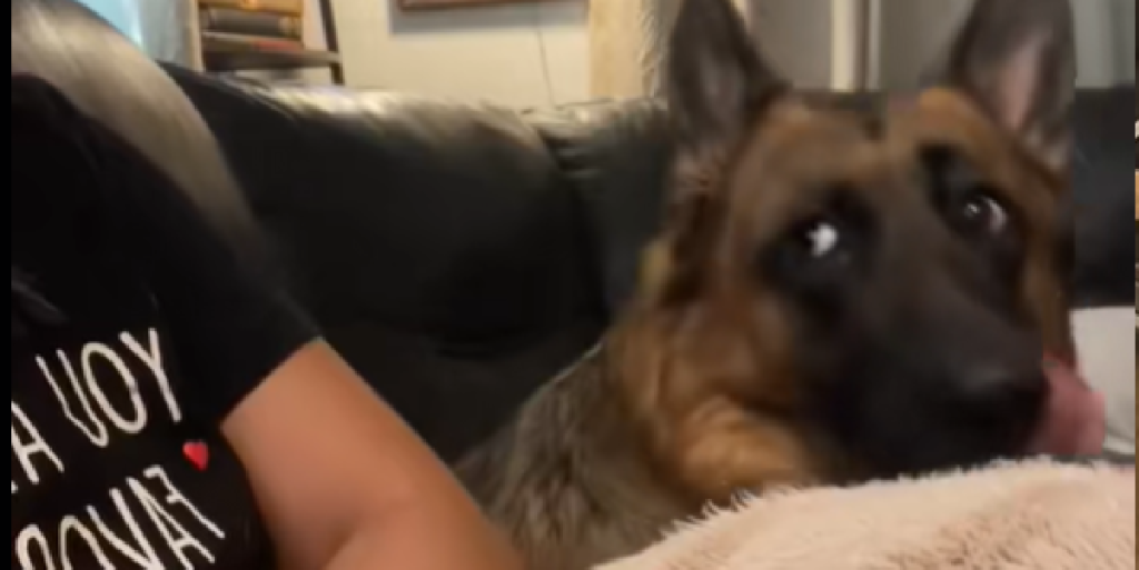 German Shepherd
