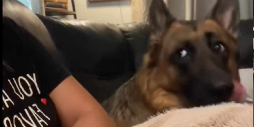 German Shepherd