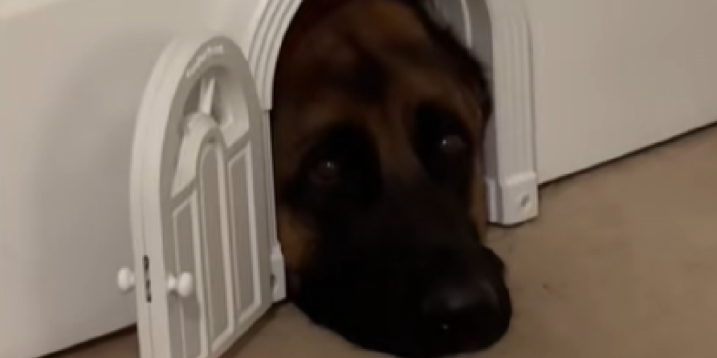 Hund på klem,