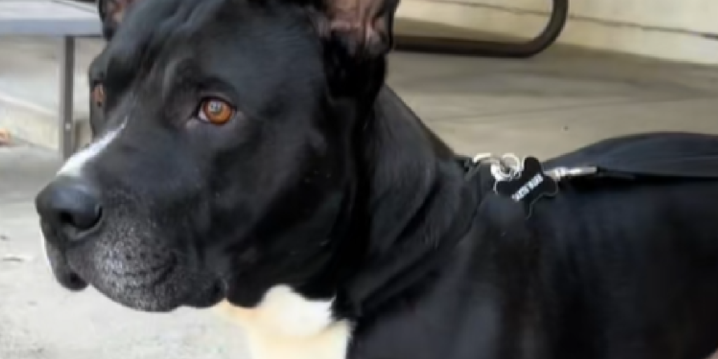 Hund, Hybrid,