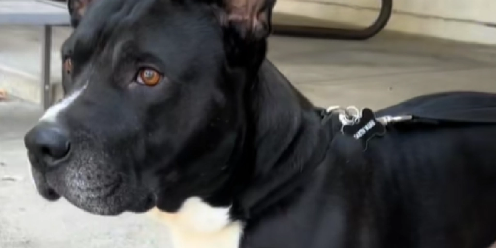 Hund, Hybrid,