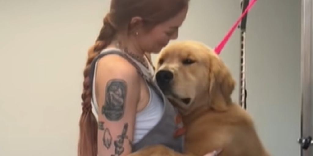 Golden retriever